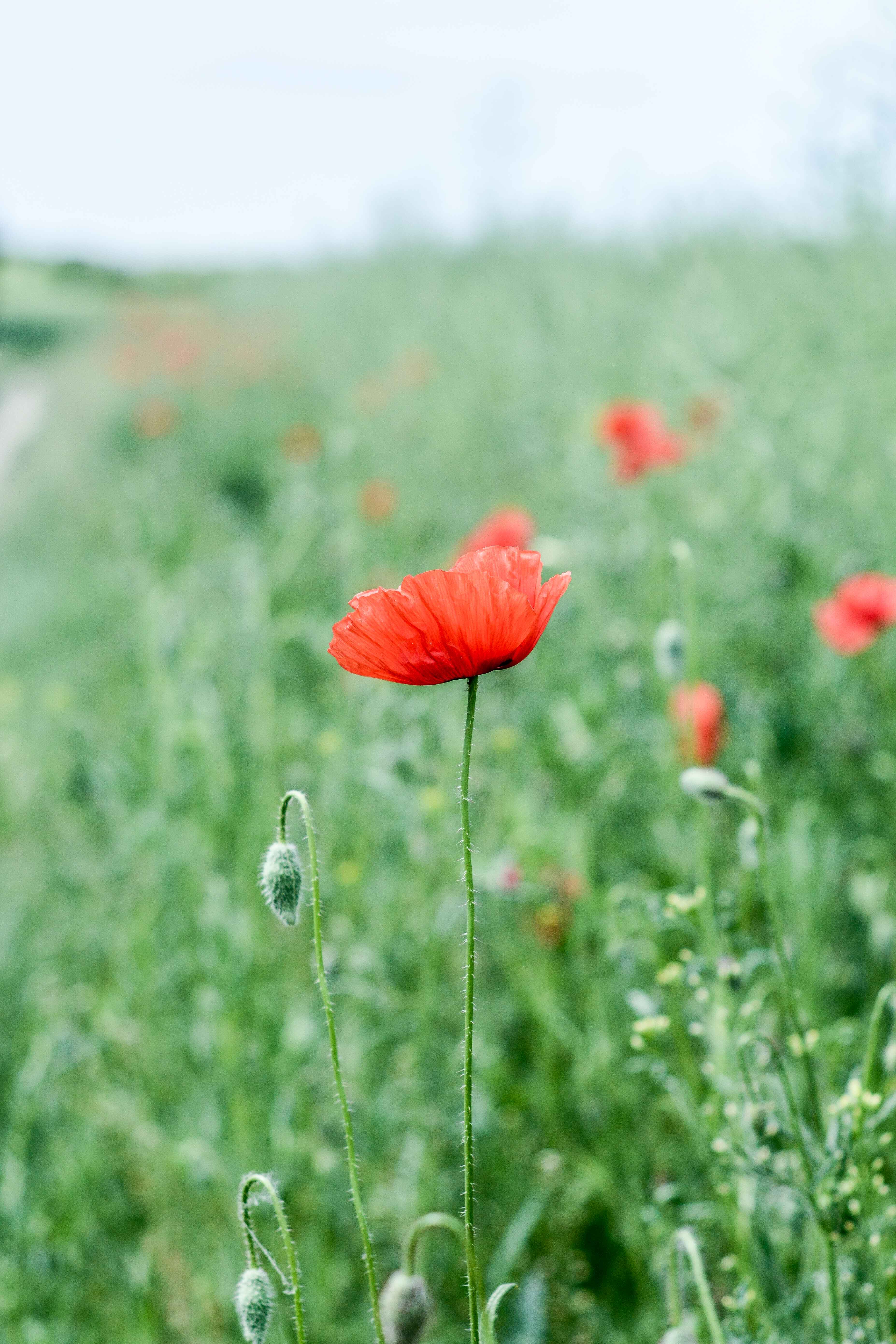 poppies