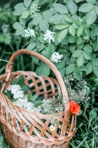 elderflower baza