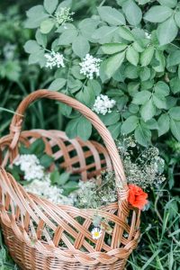 elderflower baza