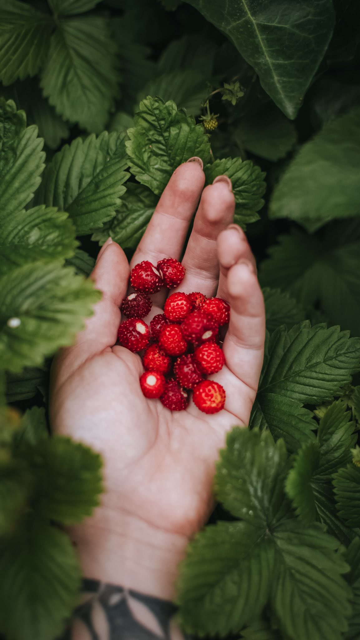 Jahodova sezona zahajena ❤️🍓
.
It is strawberry season!
