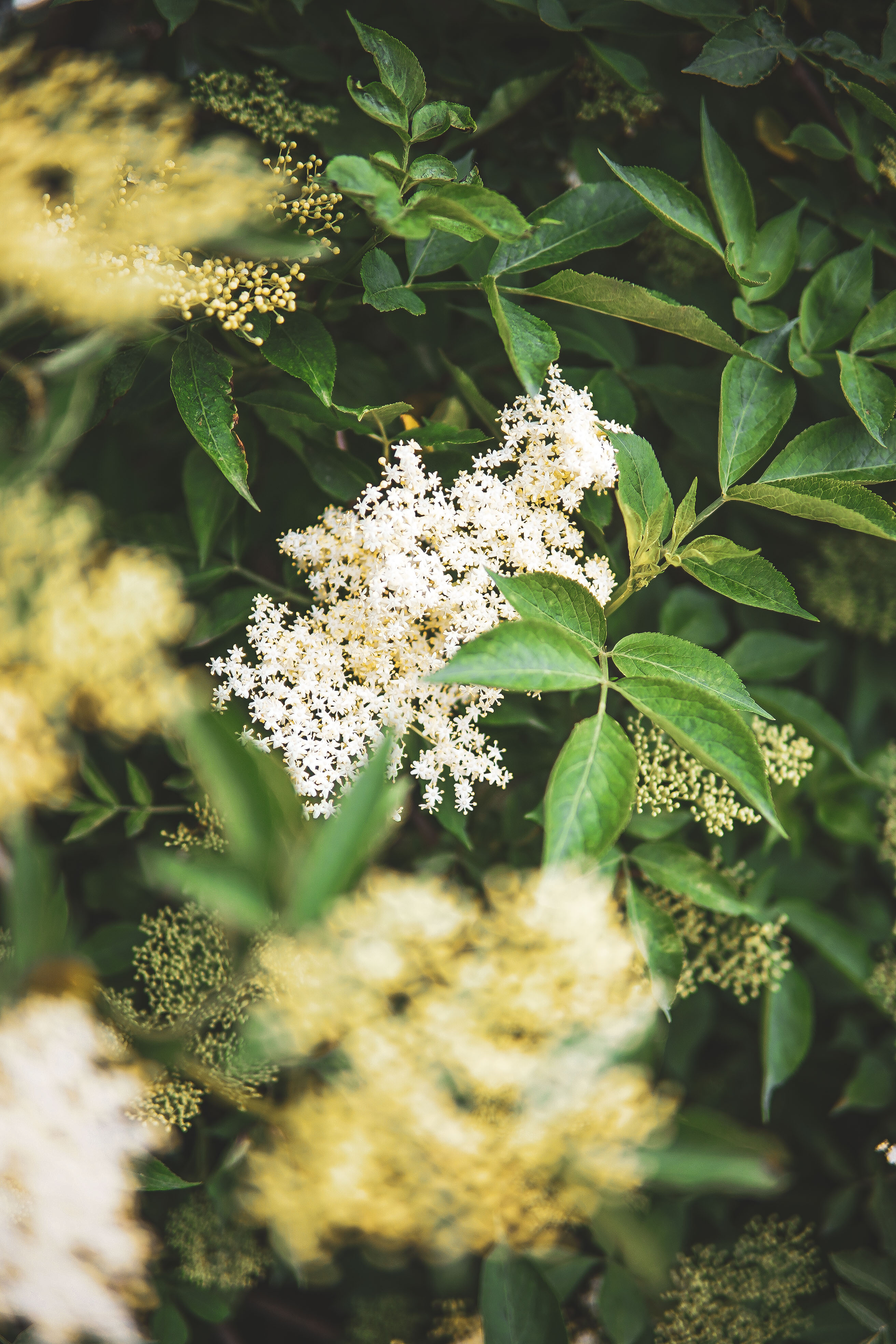 elderflower baza photography