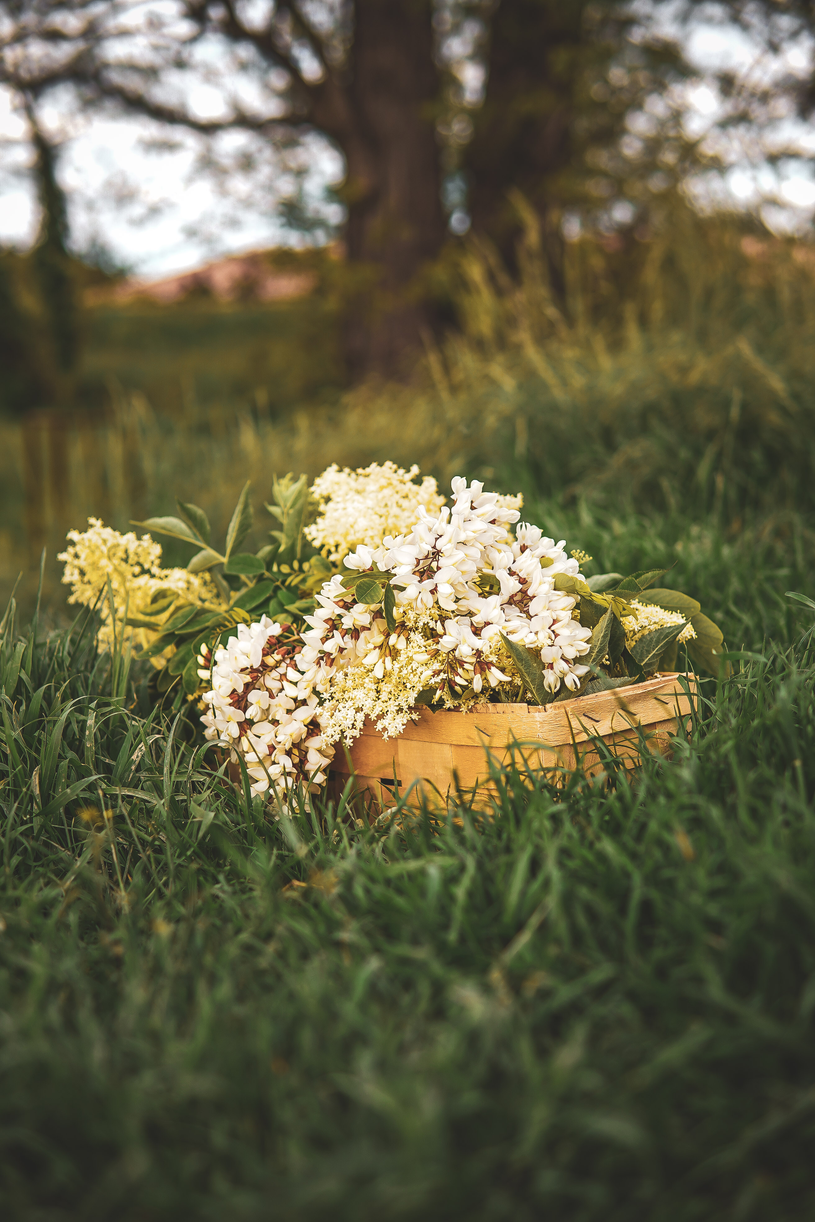 elderflower syrup bazový sirup photography