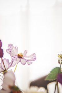 cosmos flower ohotography