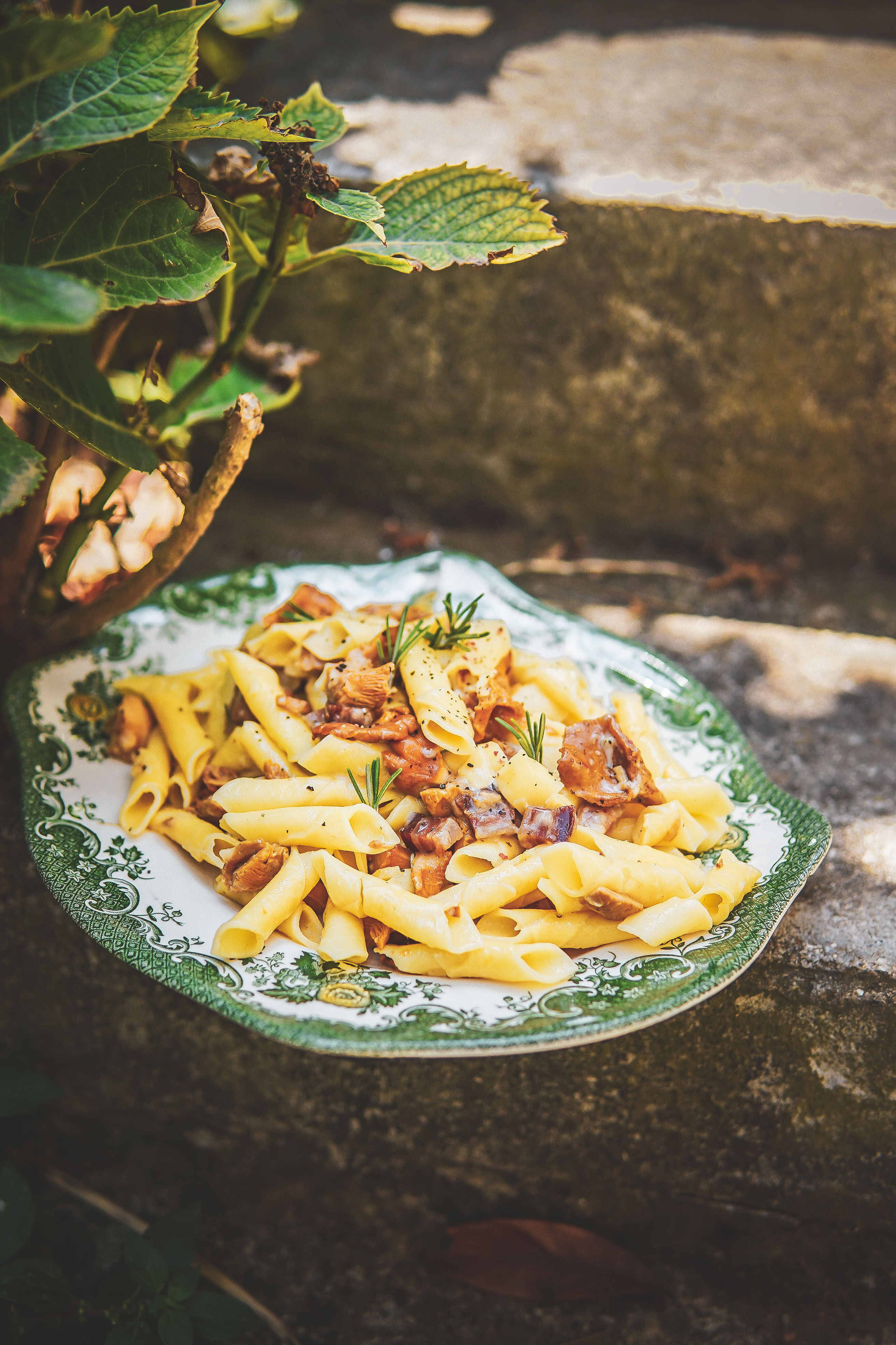 chanterelle pasta photography